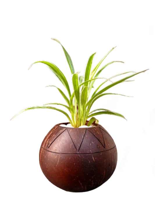 Design V Cut Pot Shape Indoor Planter