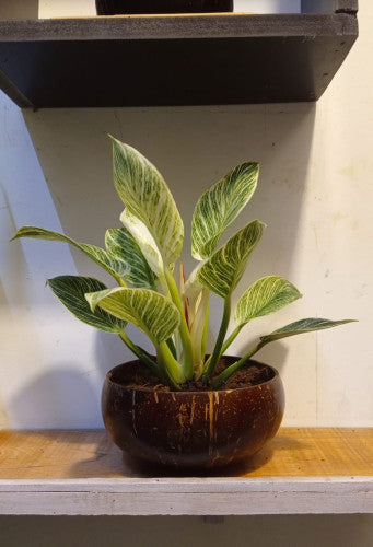 Jumbo Size Indoor Planter