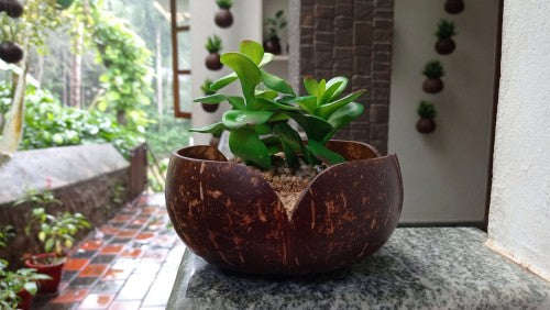 V Shaped Indoor Plant